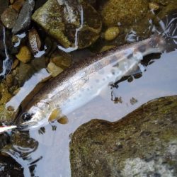 渓流ミノーイングで尺イワナ２本